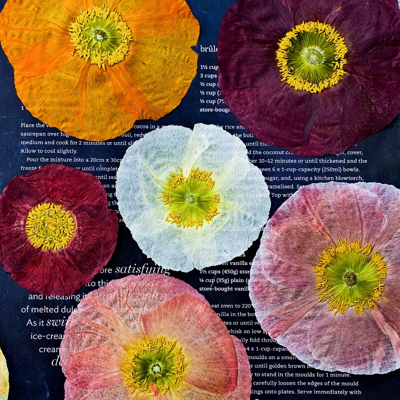 1pcs,Nature Field Poppy Presse - Resin Art Baby review and price