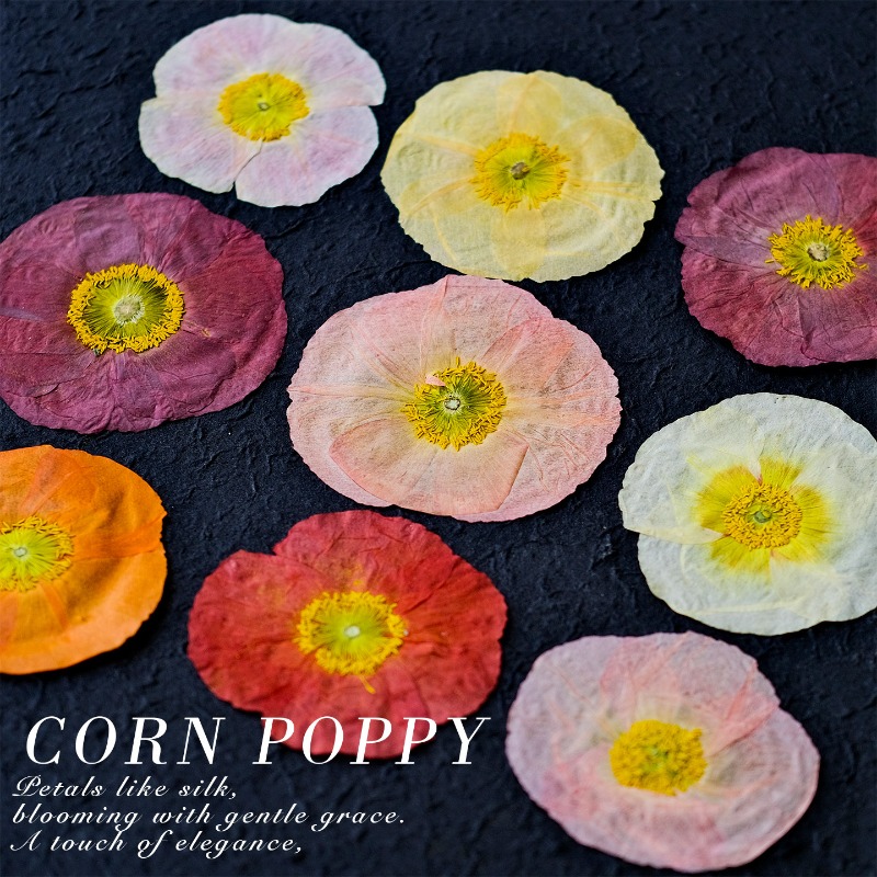 1pcs,Nature Field Poppy Presse - Resin Art Baby review and price