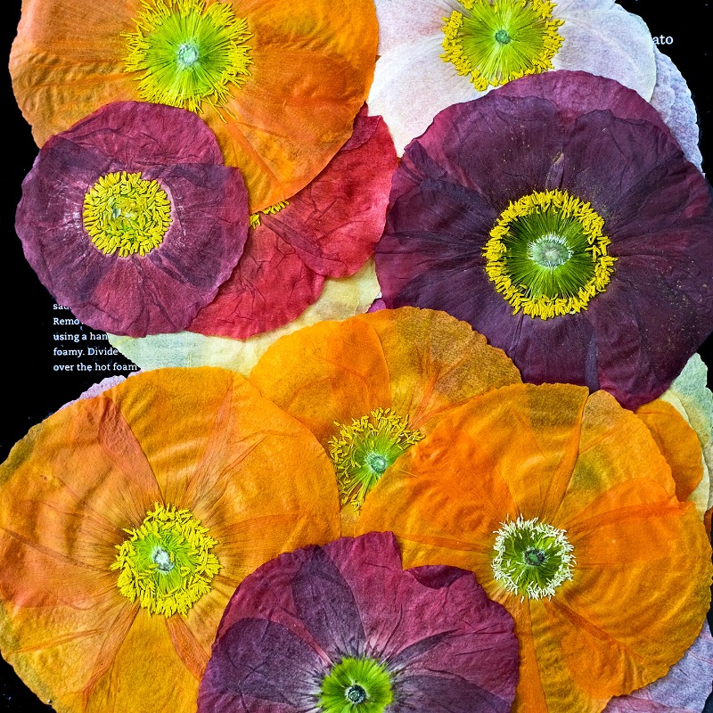 1pcs,Nature Field Poppy Presse - Resin Art Baby review and price